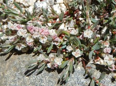 Polygonum shastense
