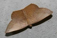 Plesiomorpha punctilinearia