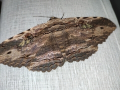 Anisoneura aluco
