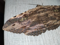 Anisoneura aluco