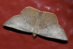 Plesiomorpha punctilinearia