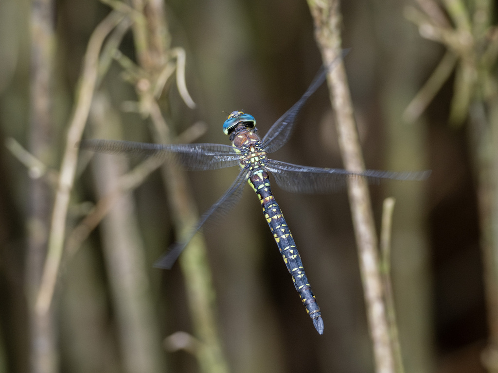 Aeshna petalura