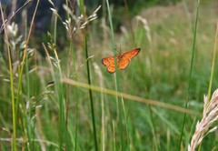 Idaea flaveolaria