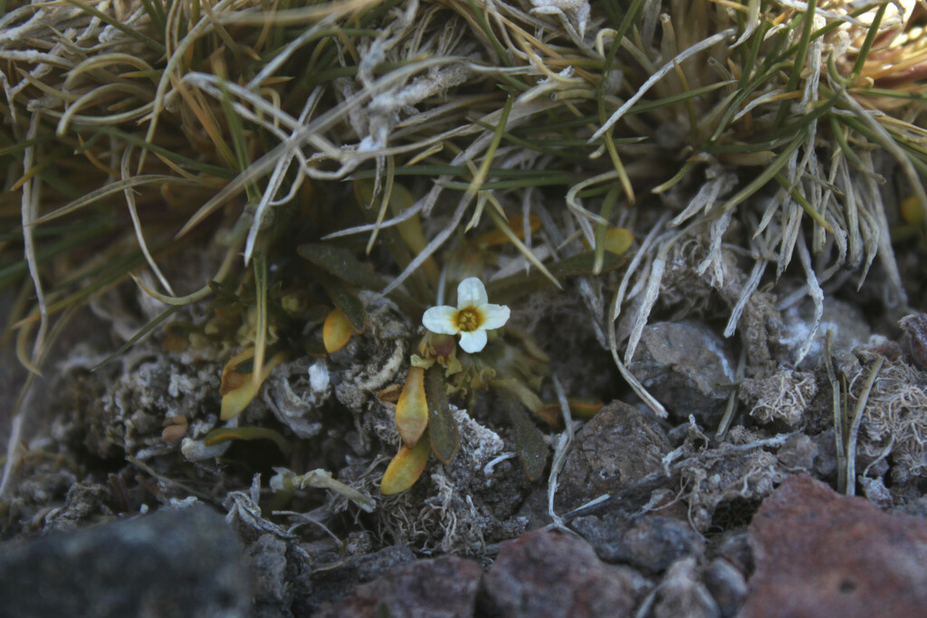 Alshehbazia werdermannii