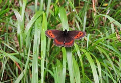 Erebia ligea