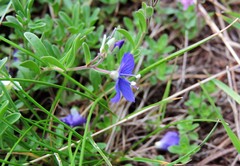 Veronica fruticans