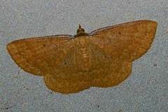 Synegia hadassa
