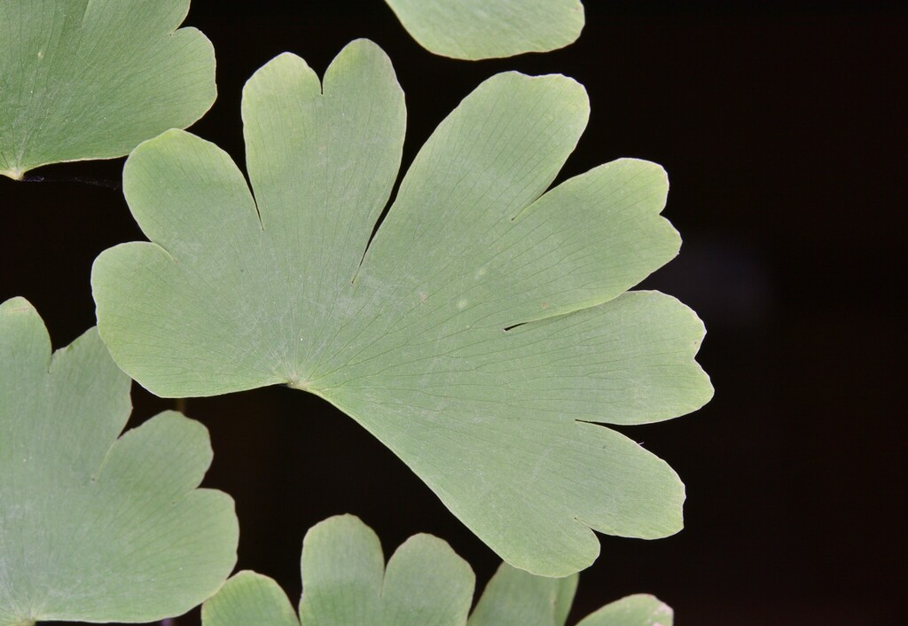 Adiantum menglianense