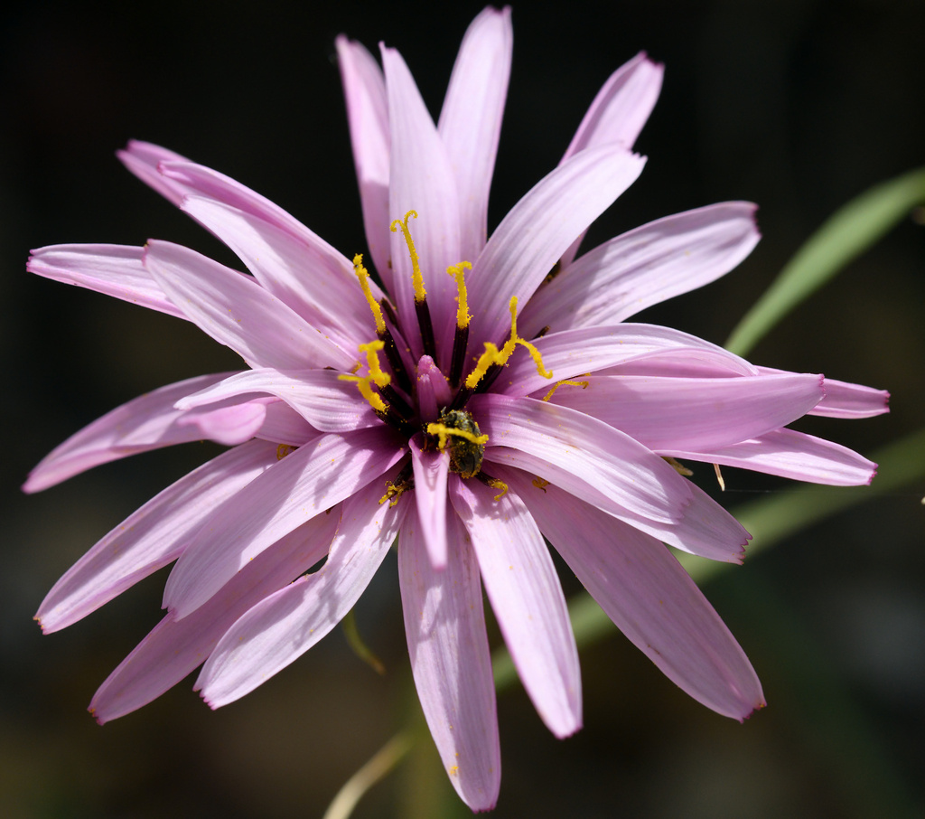 Pseudopodospermum undulatum