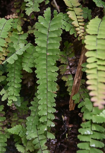 Adiantum edgeworthii iNat (2)