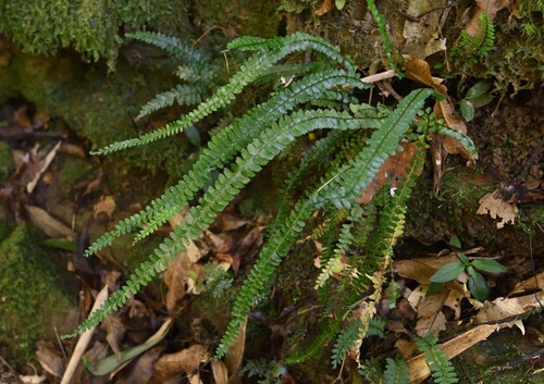 Lindsaea lucida iNat (1)