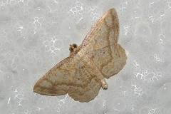 Synegia limitatoides