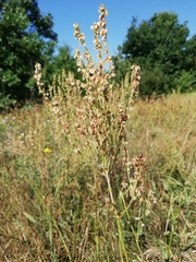 Rumex thyrsiflorus