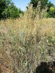 Rumex thyrsiflorus
