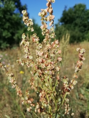 Rumex thyrsiflorus