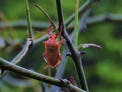 Eocanthecona furcellata