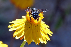 Thyreus caeruleopunctatus