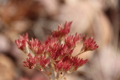 Polycarpaea longiflora