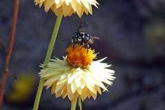Thyreus caeruleopunctatus