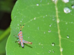 Pirithoicus ophthalmicus