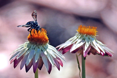 Thyreus caeruleopunctatus