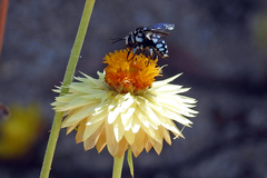 Thyreus caeruleopunctatus