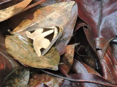 Fodina cuneigera