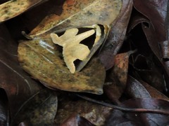 Fodina cuneigera
