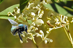Xylocopa aerata