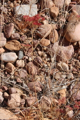 Polycarpaea longiflora