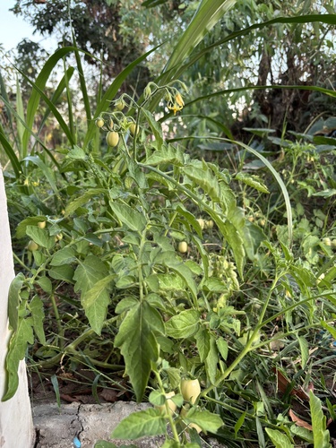 tomato