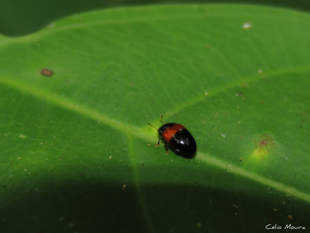Triplax brasiliensis