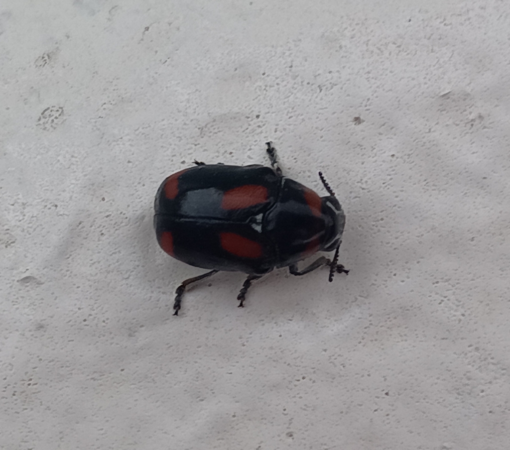 Megalostomis lacordairei