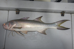 Indian Threadfin photo 3