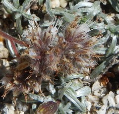 Phacelia hastata compacta