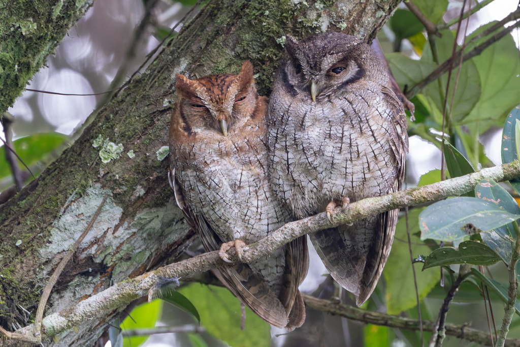 Tropical Screech-Owl (Megascops choliba) photo