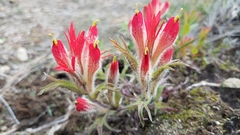 Castilleja moranensis