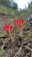 Castilleja moranensis