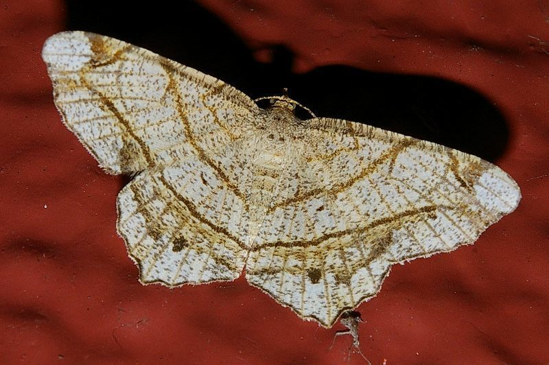 Chiasmia defixaria