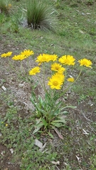 Hymenoxys integrifolia