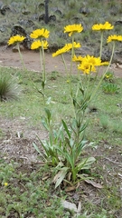 Hymenoxys integrifolia