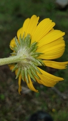 Hymenoxys integrifolia