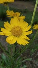 Hymenoxys integrifolia