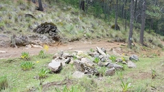 Hymenoxys integrifolia