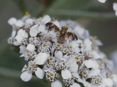 Oxyna flavipennis