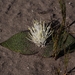 Coastal Hedgehog Lily - Photo (c) Tiaan van Dyk, some rights reserved (CC BY-NC), uploaded by Tiaan van Dyk