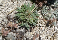 Phacelia hastata compacta