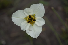 Moraea cantharophila