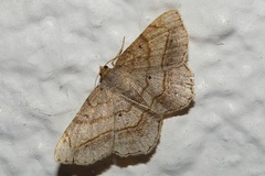Chiasmia hebesata