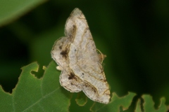 Chiasmia hebesata